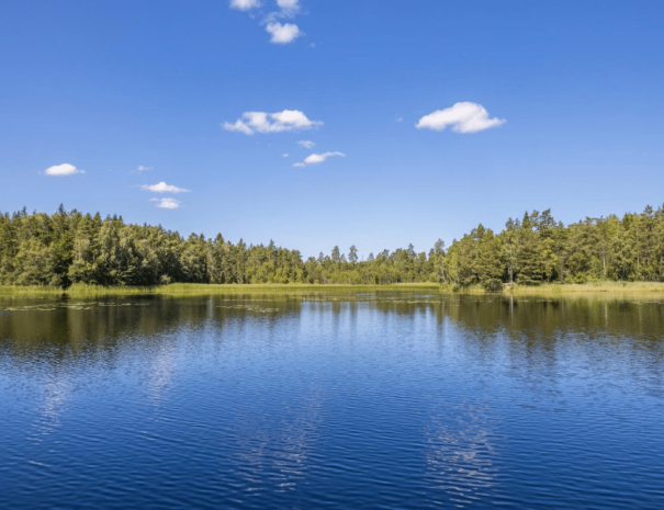 Fishing lake - woodland