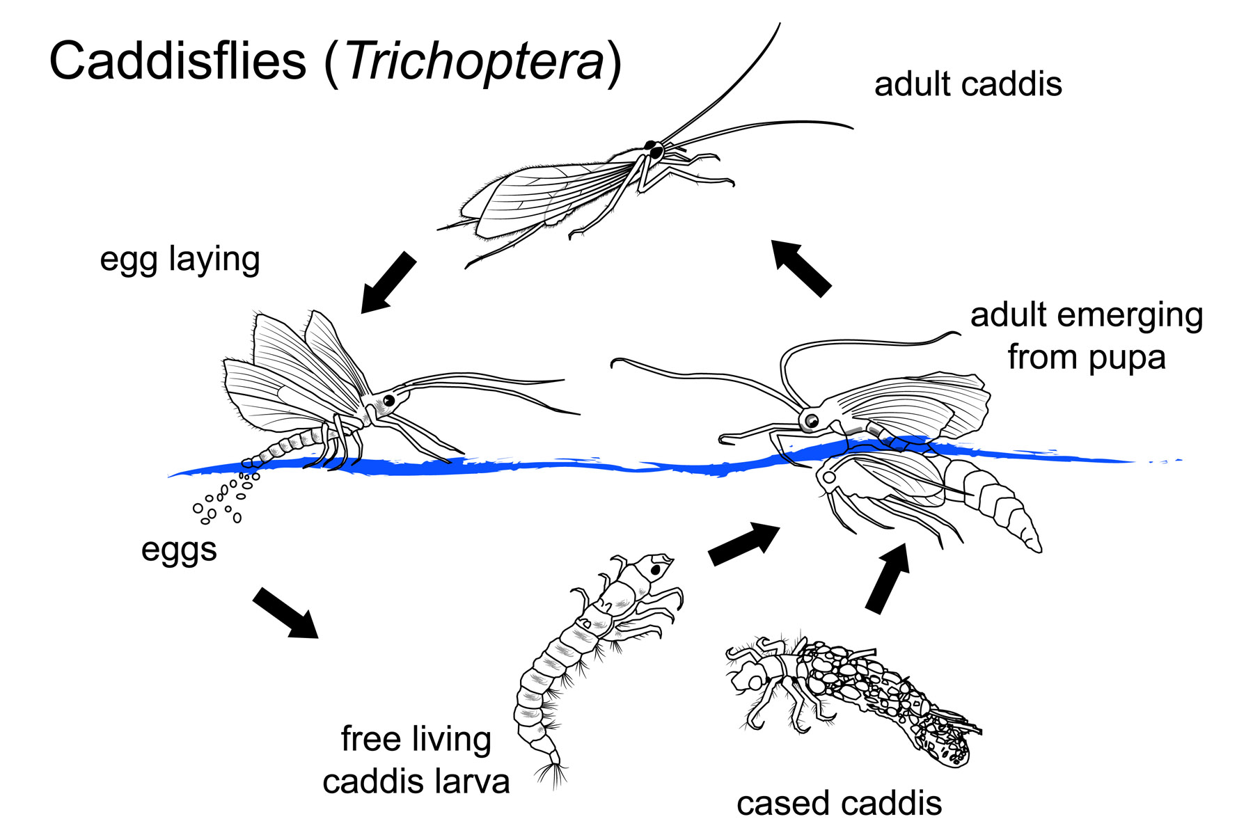 How to Choose the Correct Fly - Part 2 - Caddis Flies (Trichoptera ...