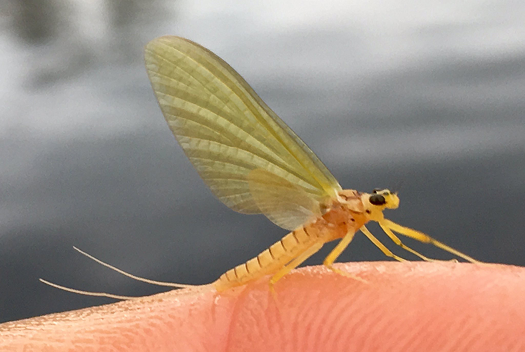 Key Invertebrate Species for the Usk and Wye Catchments - Gwent Angling  Society