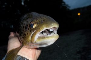 Streamer Fishing On Rivers, by Ceri Thomas - Gwent Angling Society