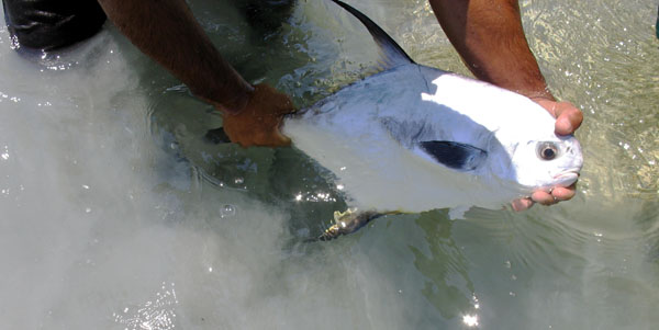 Cuban Saltwater Fly Fishing - Gwent Angling Society