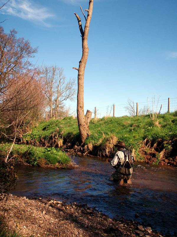 Top 5 Small Stream Trout Flies 