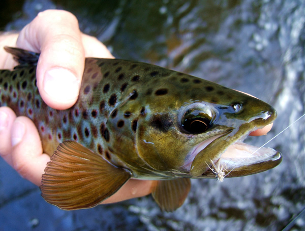 Small Stream Fly Fishing in New England with My Kids 