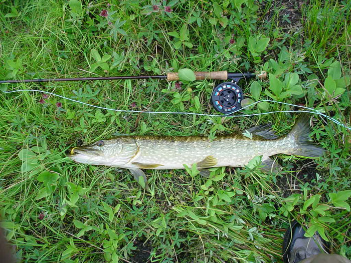 Fly Fishing for Pike - Gwent Angling Society