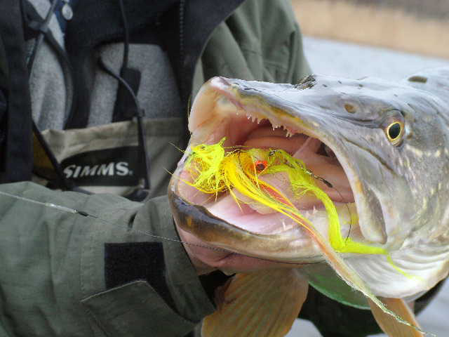 Tying a Leader for Pike on the Fly