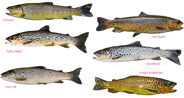 4 Whole Scottish Rainbow Trout