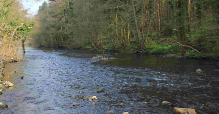 River Nidd upstream of Knaresborough