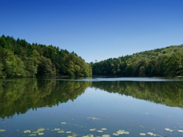 fishing lake with trees